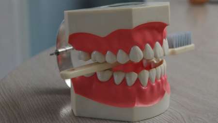 das obligatorische Mundraum-Modell für die Demonstration der richtigen Zahnpflege